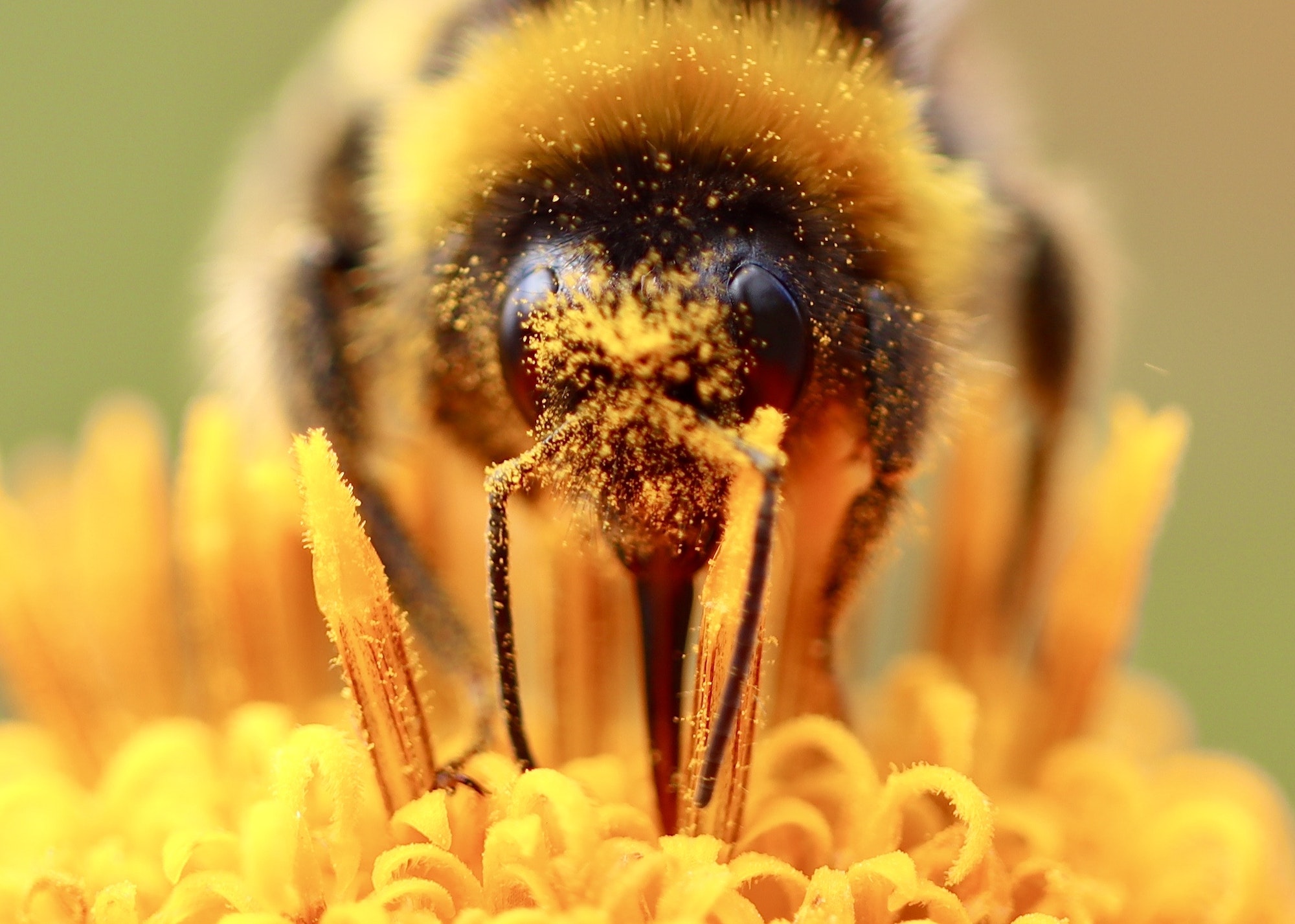 Bumblebee covered in yellow pollen
