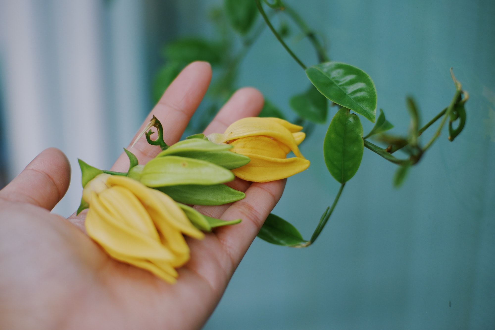 Ylang Ylang flowers blooms on early in the sunshine morning. Toned with color filter and soft noise