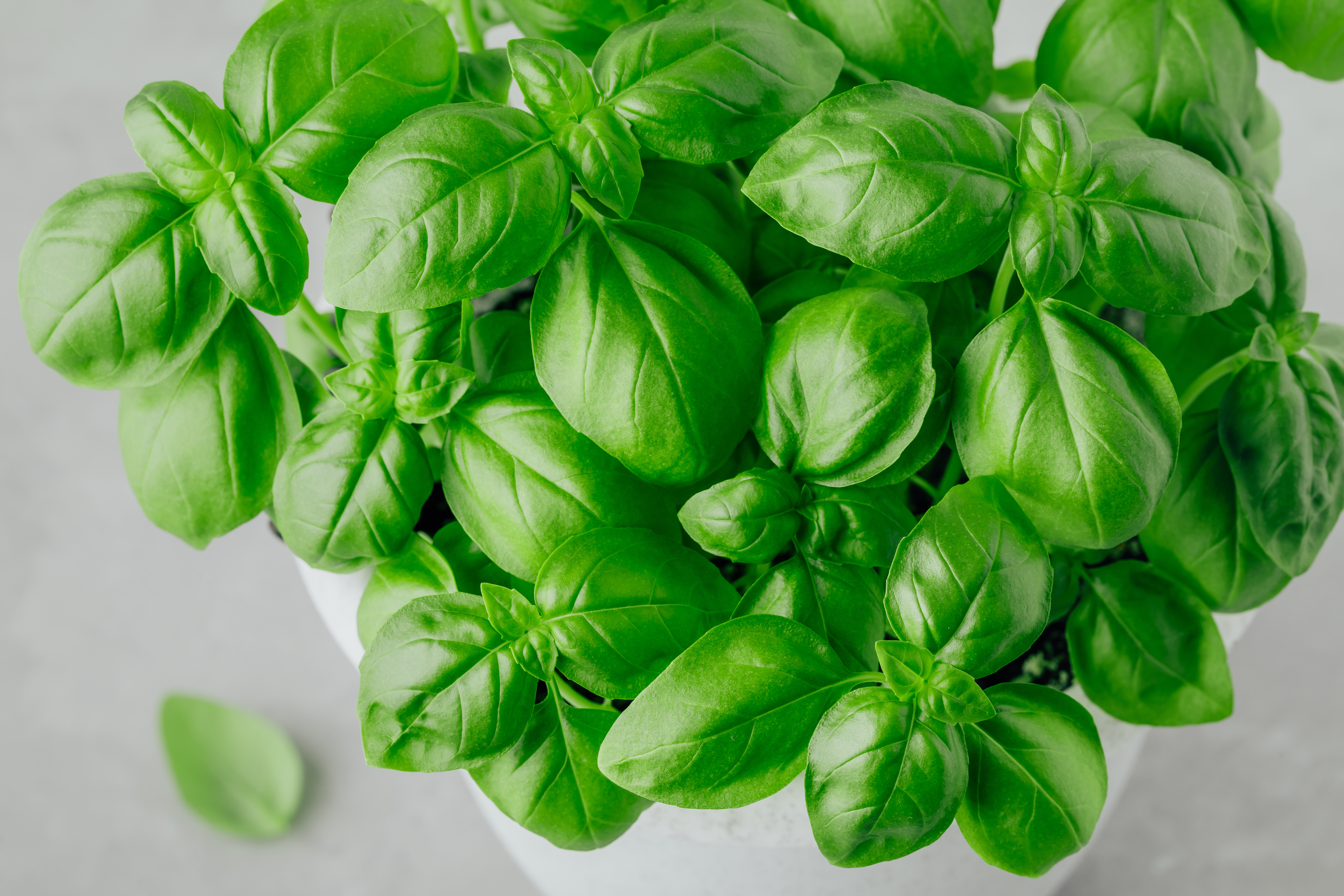 Benefits and Uses of Basil Essential Oil