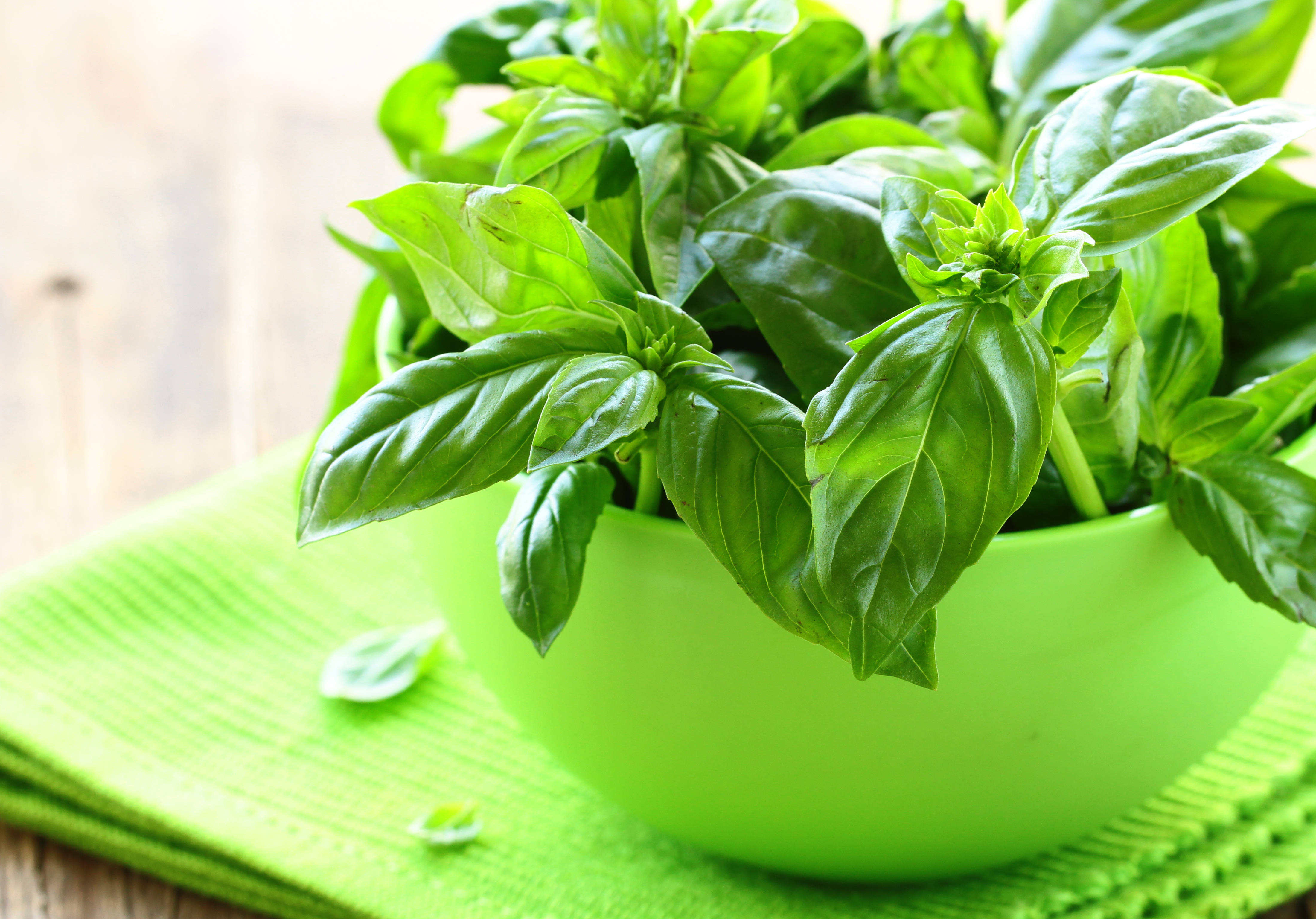 Basil Essential Oil in Perfumery