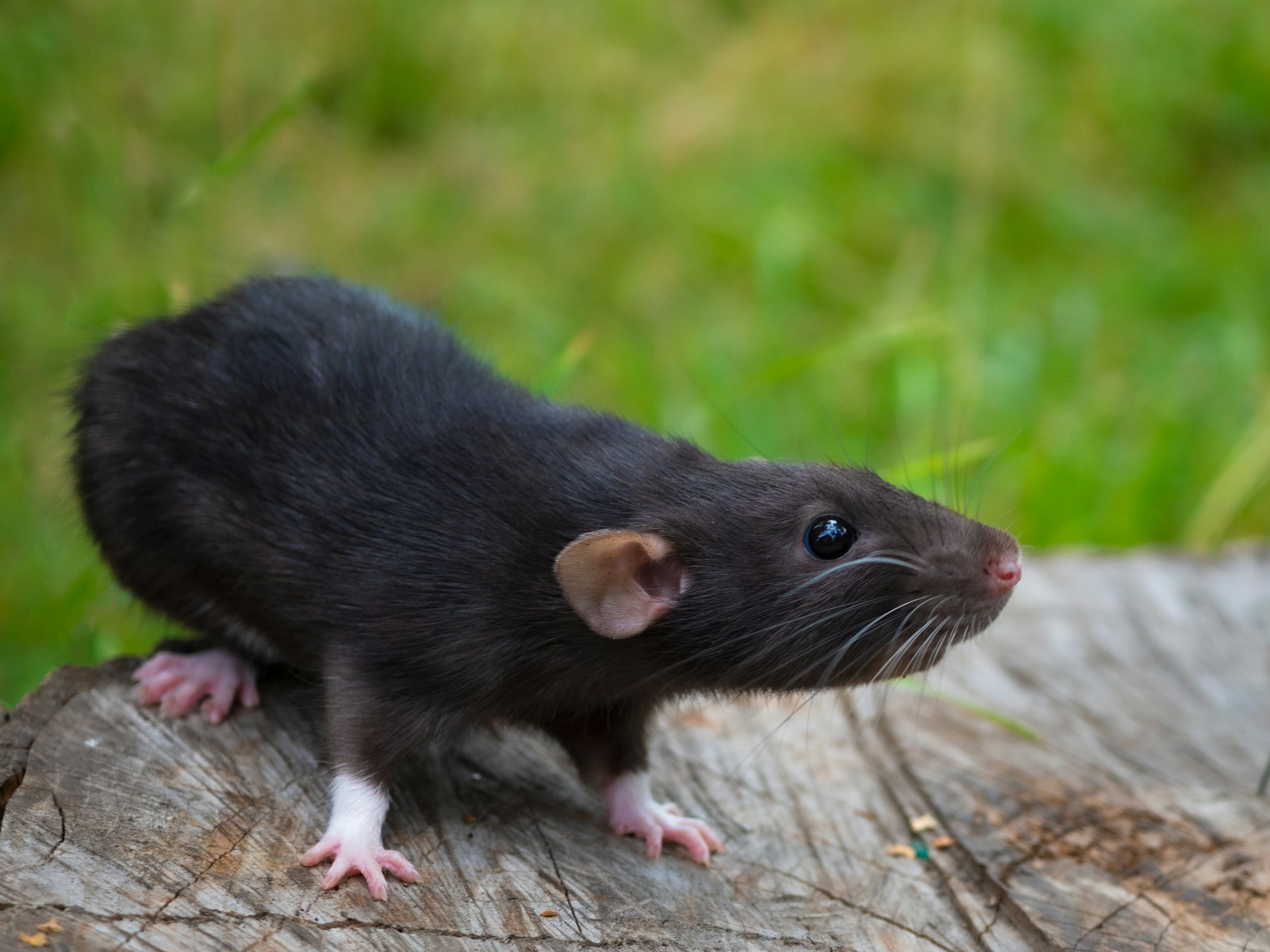 Domestic black rat on a walk in the park